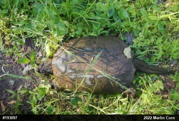 Snapping Turtle