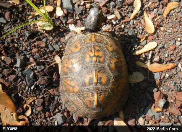 Eastern Box Turtle