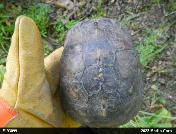 Eastern Box Turtle