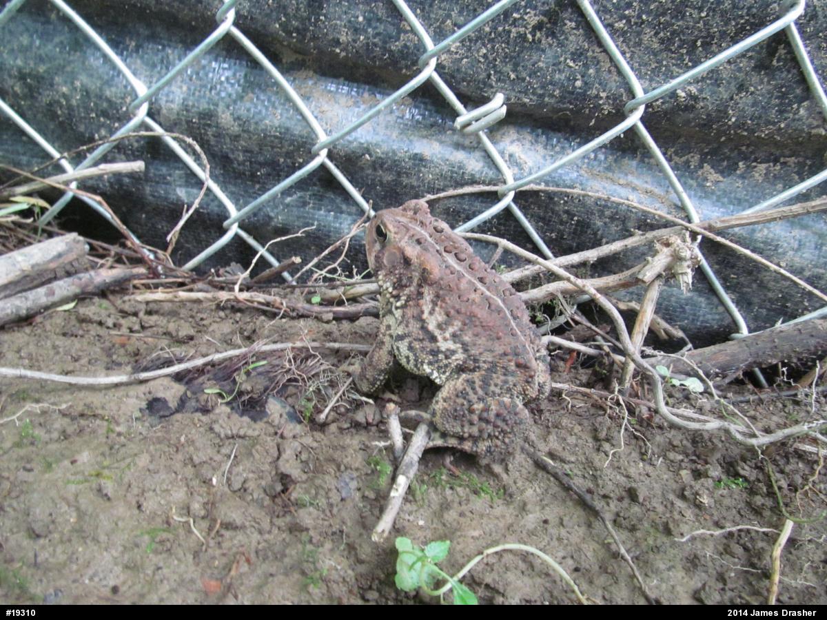 Eastern American Toad