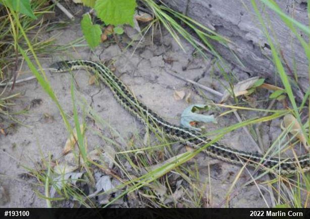 Eastern Gartersnake
