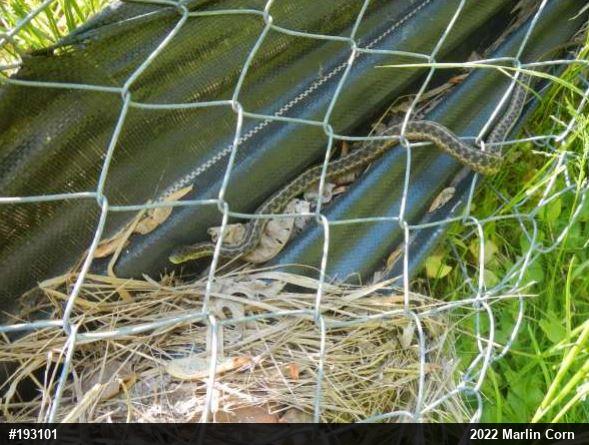 Eastern Gartersnake