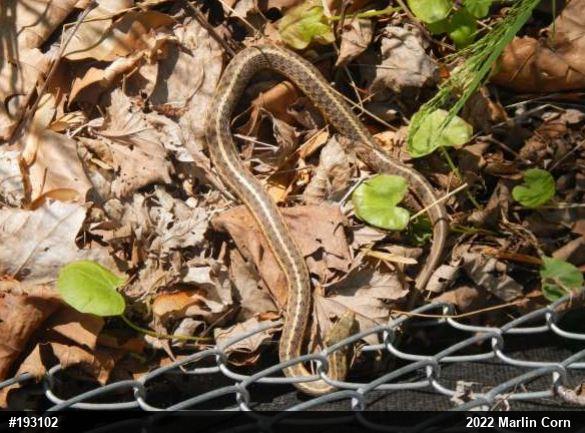 Eastern Gartersnake