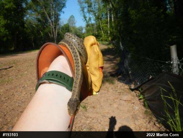 Eastern Gartersnake