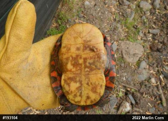 Painted Turtle