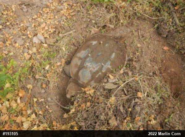 Snapping Turtle