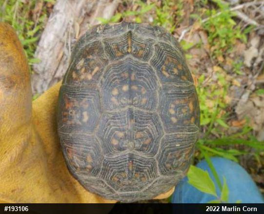 Eastern Box Turtle