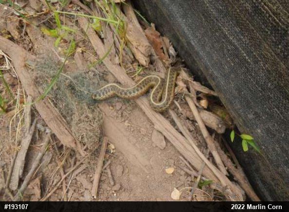 Eastern Gartersnake