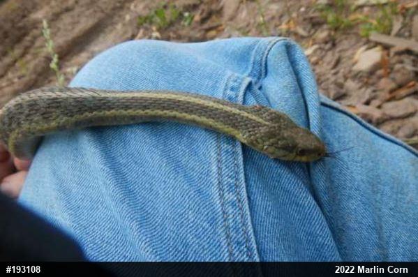 Eastern Gartersnake
