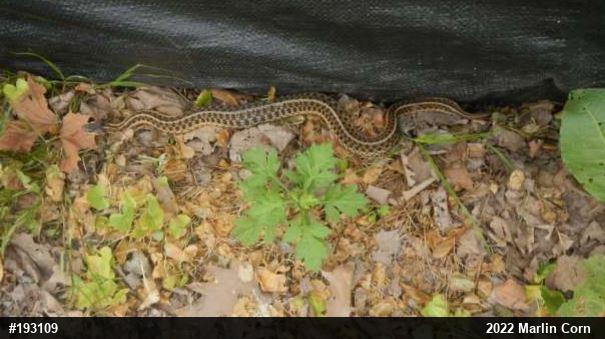 Eastern Gartersnake