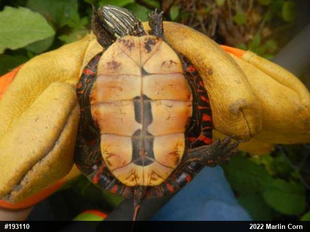 Painted Turtle