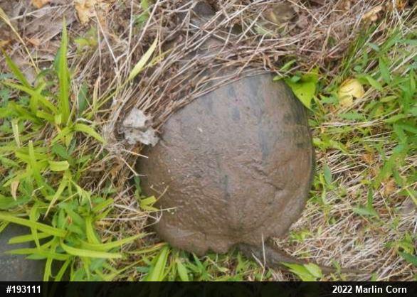 Snapping Turtle