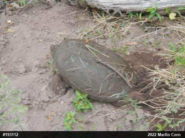 Snapping Turtle