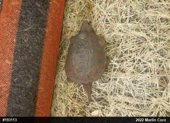 Snapping Turtle
