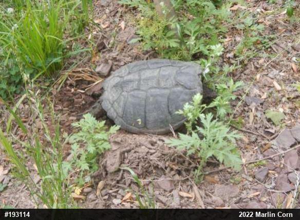 Snapping Turtle