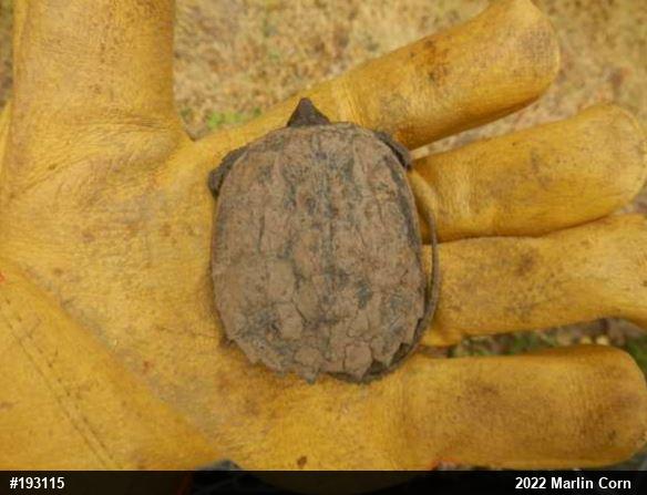 Snapping Turtle