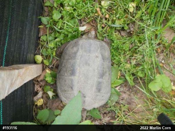 Snapping Turtle
