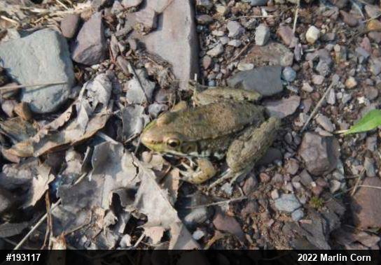 Green Frog