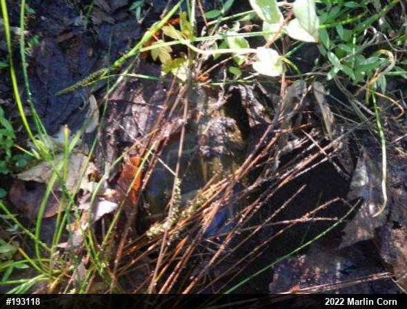 Painted Turtle