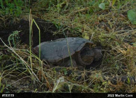 Snapping Turtle