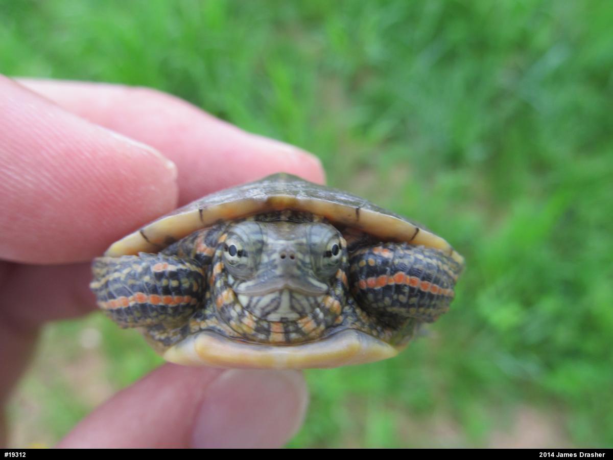 Painted Turtle
