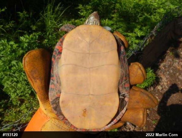 Painted Turtle