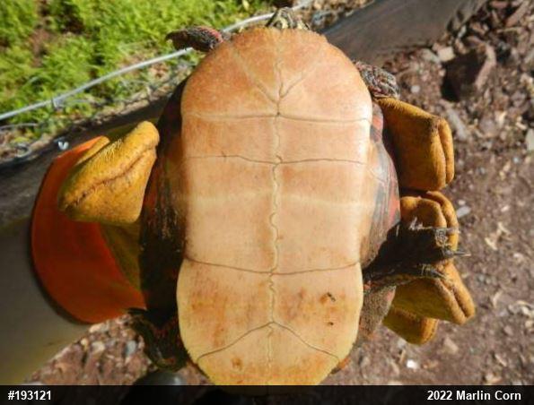 Painted Turtle