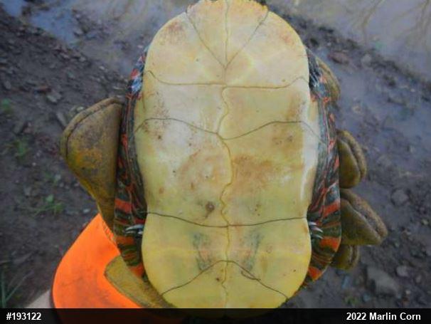 Painted Turtle