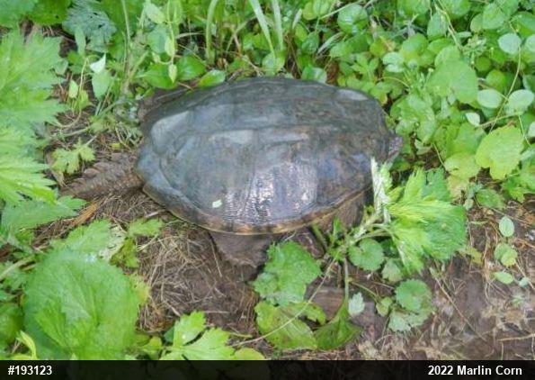 Snapping Turtle