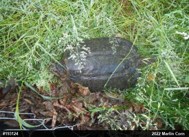 Snapping Turtle