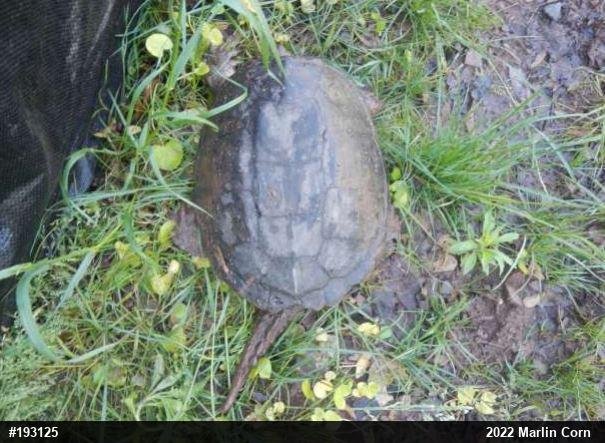 Snapping Turtle