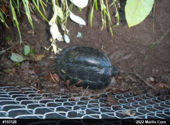 Snapping Turtle