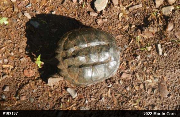 Snapping Turtle