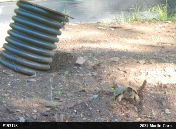 Snapping Turtle