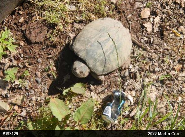 Snapping Turtle