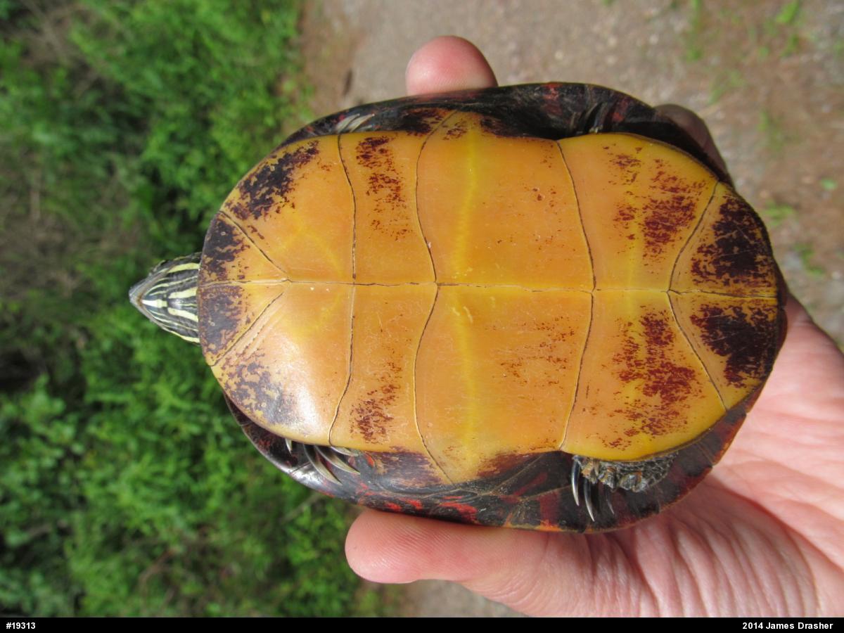 Painted Turtle