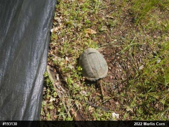 Snapping Turtle