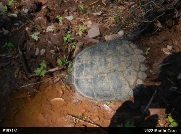 Snapping Turtle