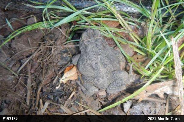 Eastern American Toad