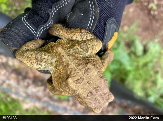 Eastern American Toad