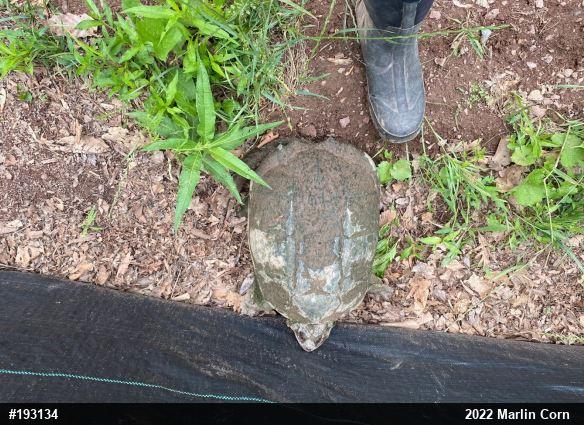 Snapping Turtle