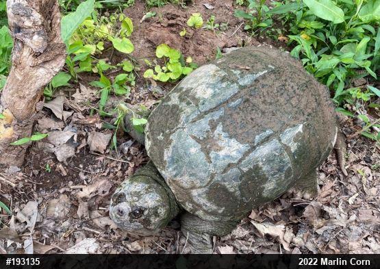 Snapping Turtle