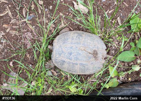 Snapping Turtle
