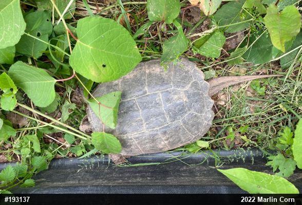 Snapping Turtle
