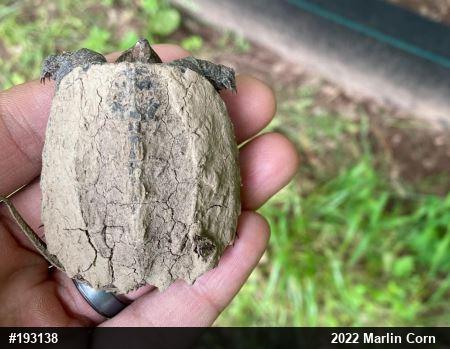 Snapping Turtle