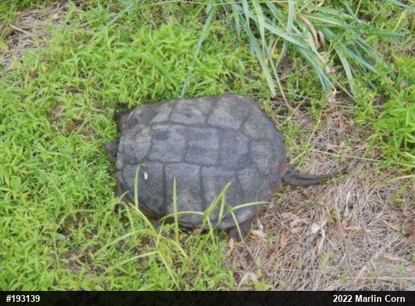 Snapping Turtle