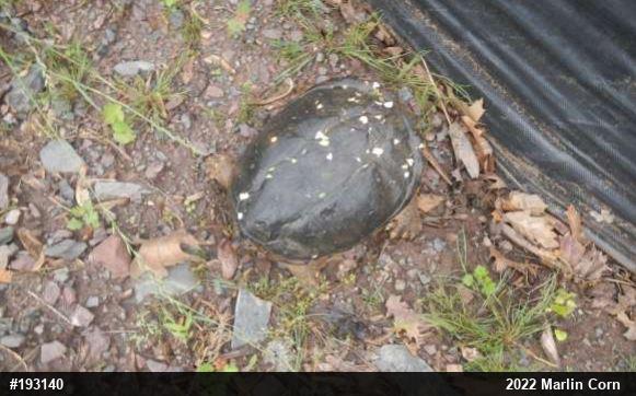 Snapping Turtle