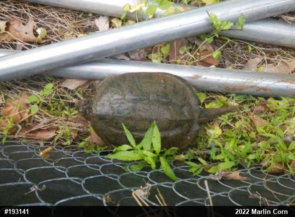 Snapping Turtle