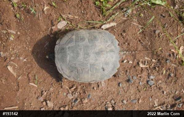 Snapping Turtle