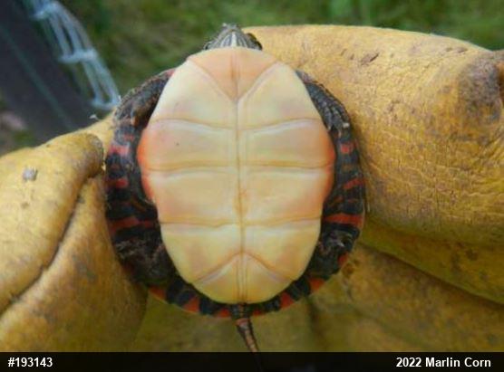 Painted Turtle